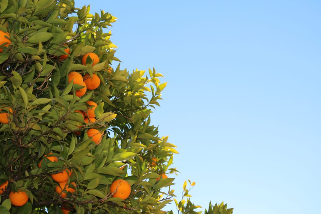 Plantacja pomarańczy