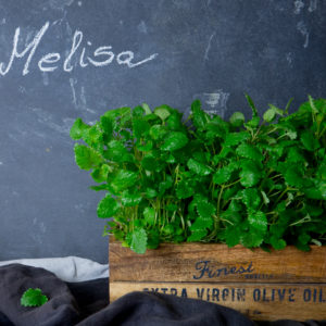 Melisa - zastosowanie kulinarne, właściwości, pielęgnacja