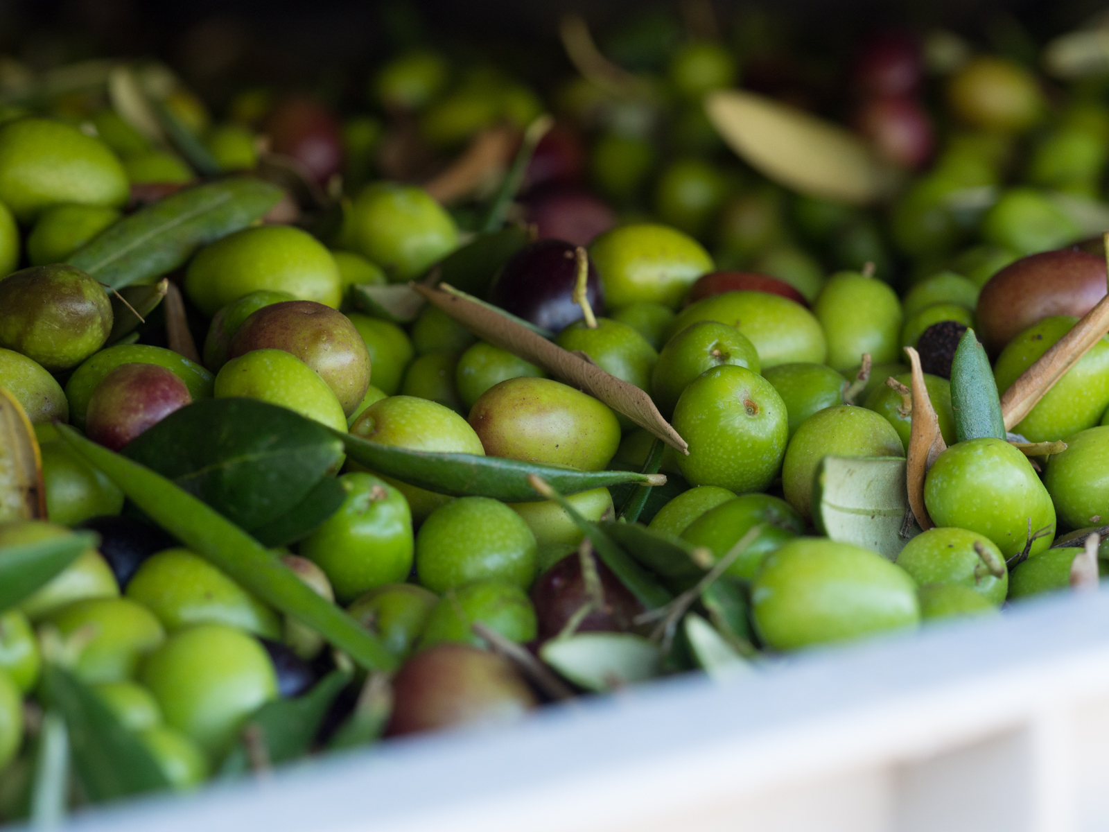 oliwki i oliwa z oliwek to dobre źródło jednonienasyconych kwasów tłuszczowych (MUFA)