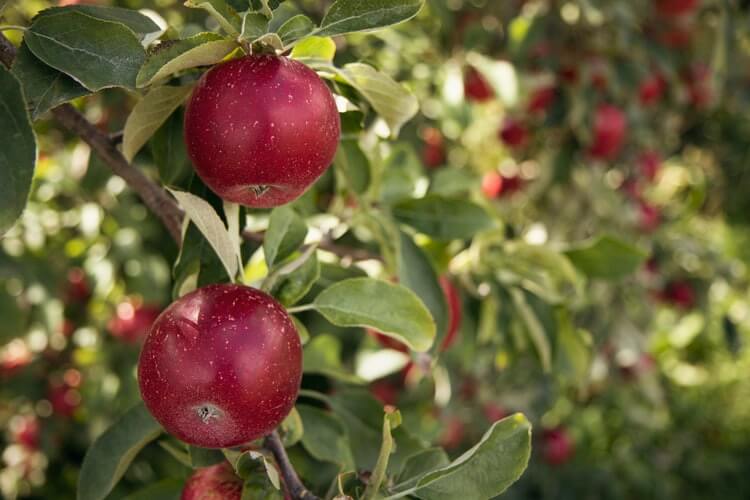 polskie jabłka w sadzie (2)